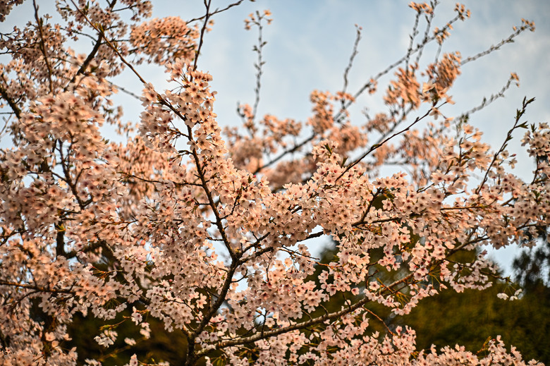 阿里山櫻花季,老鏡照片分享(meyer、steinheil、nikkor)