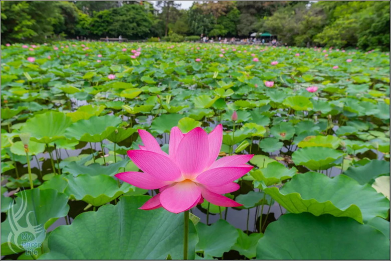 PENTAX HD D FA 21mm F2.4 Limited DC WR 遠近皆宜,超強近拍廣角鏡頭.開箱測試