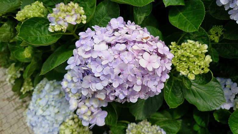 [景點]新北-萬里.雙興里(大坪聚落.繡球花田)-New Taipei.Wanli(Daping settlement.hydrangea garden)