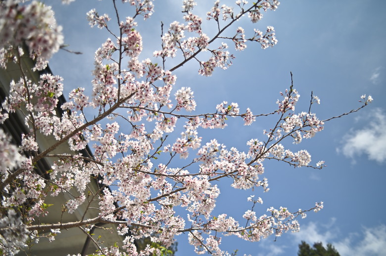 阿里山櫻花季,老鏡照片分享(meyer、steinheil、nikkor)