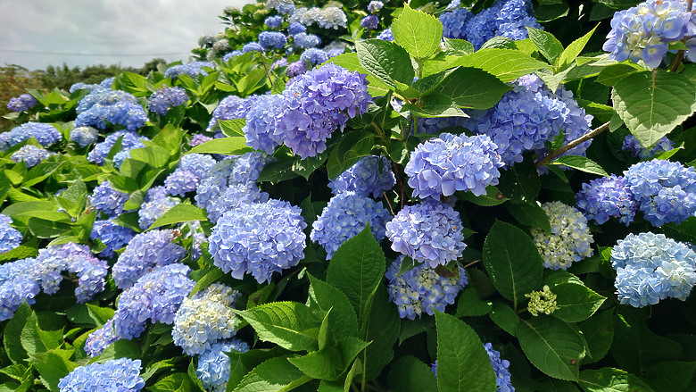 [景點]新北-萬里.雙興里(大坪聚落.繡球花田)-New Taipei.Wanli(Daping settlement.hydrangea garden)