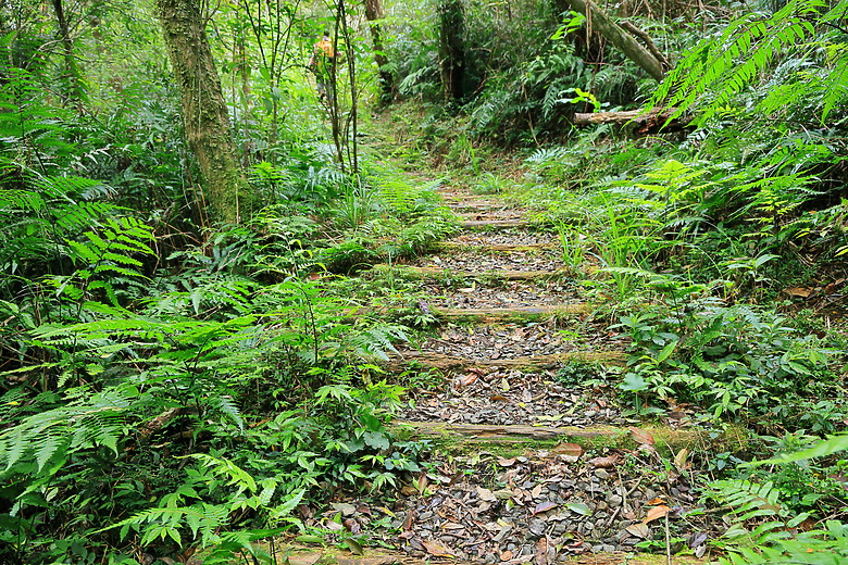 點我看大圖 (映像旅行) 穿梭漫遊淡蘭古道、感受茶葉運輸經濟in坪林、四堵古道feat.新北市觀光旅遊局