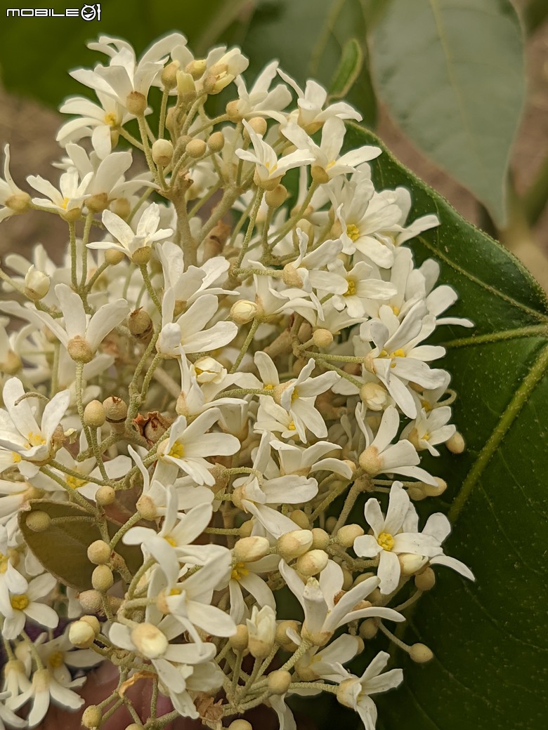 相思樹+散沫花+石栗+構樹 台南市仁德區二仁溪畔 05/19