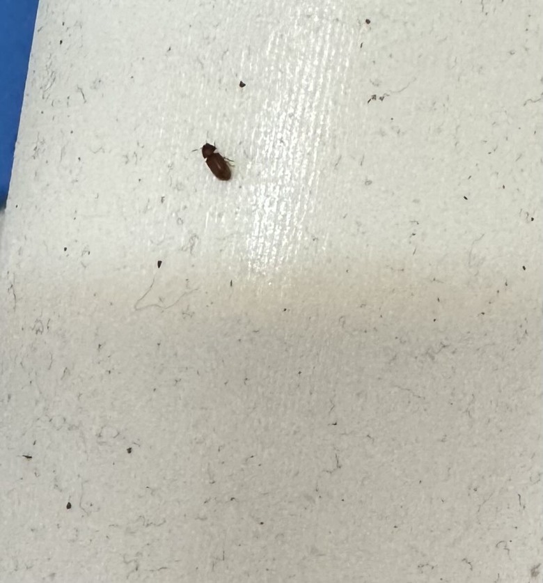 請問這是什麼蟲？禽蟎還是臭蟲？還是什麼？