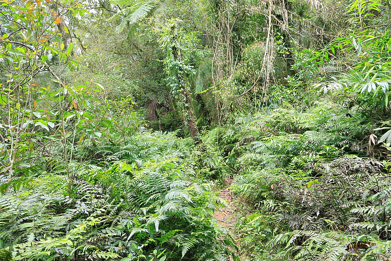 點我看大圖 (映像旅行) 穿梭漫遊淡蘭古道、感受茶葉運輸經濟in坪林、四堵古道feat.新北市觀光旅遊局