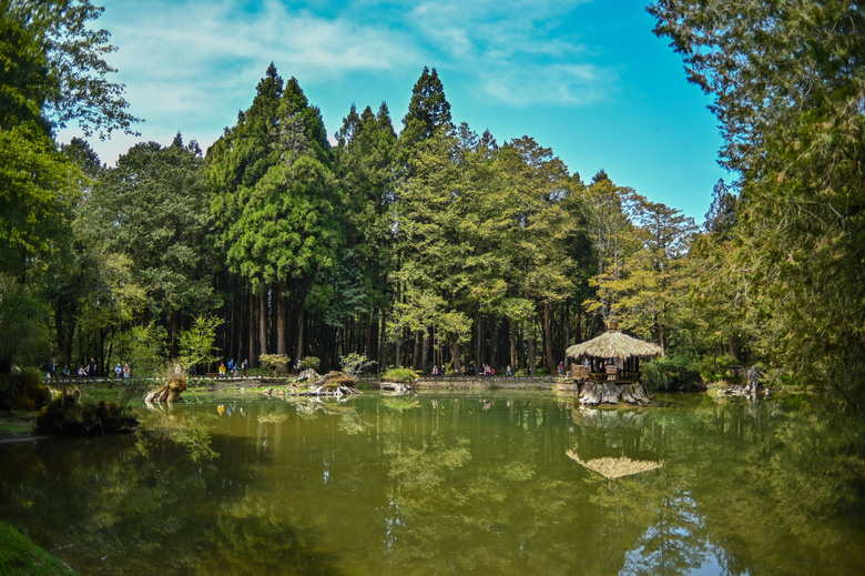 阿里山櫻花季,老鏡照片分享(meyer、steinheil、nikkor)