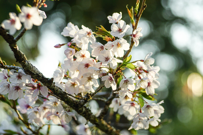 阿里山櫻花季,老鏡照片分享(meyer、steinheil、nikkor)