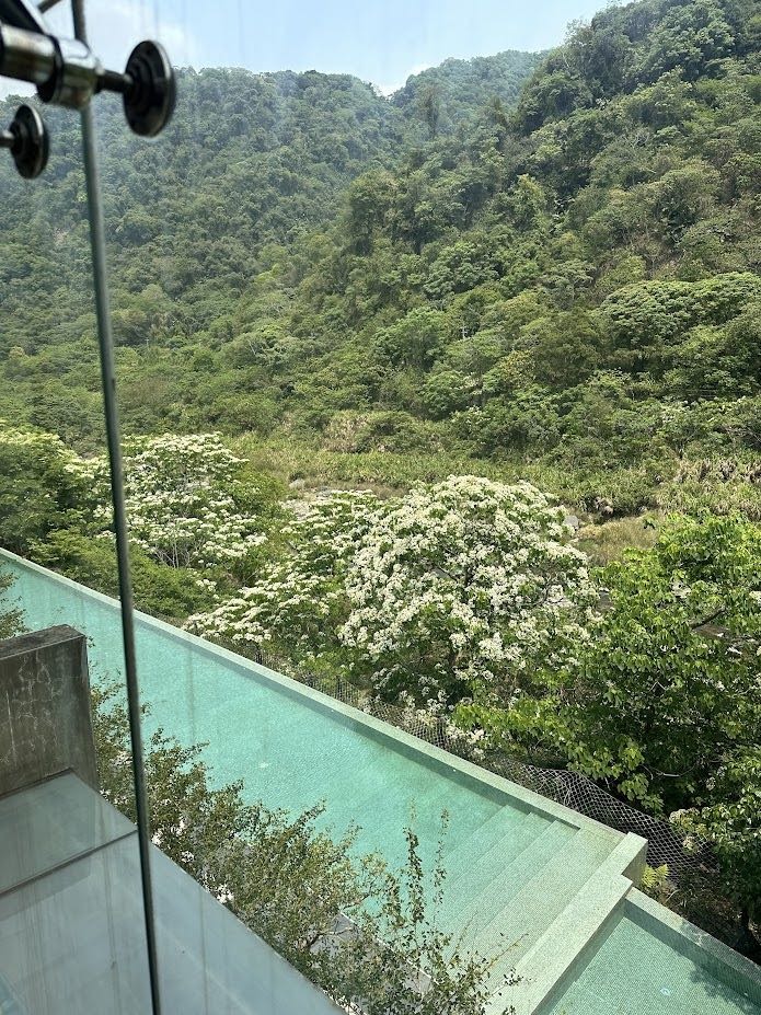 苗栗泰安：桐花、螢火蟲與溫泉中的生日驚喜