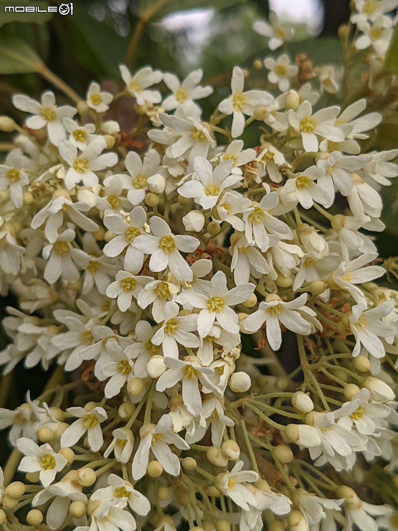 相思樹+散沫花+石栗+構樹 台南市仁德區二仁溪畔 05/19