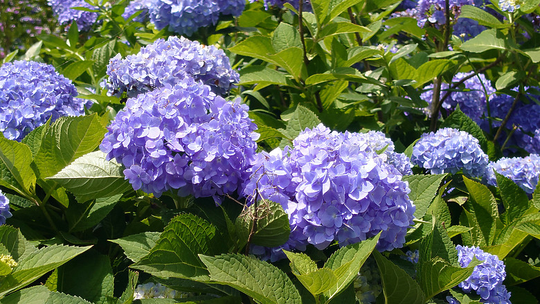 [景點]新北-萬里.雙興里(大坪聚落.繡球花田)-New Taipei.Wanli(Daping settlement.hydrangea garden)