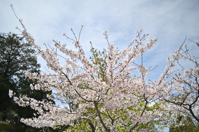 阿里山櫻花季,老鏡照片分享(meyer、steinheil、nikkor)