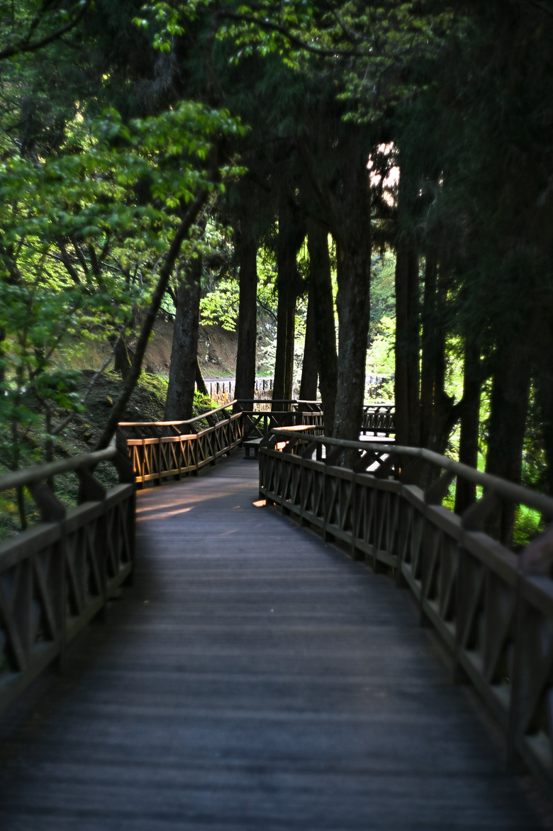 阿里山櫻花季,老鏡照片分享(meyer、steinheil、nikkor)