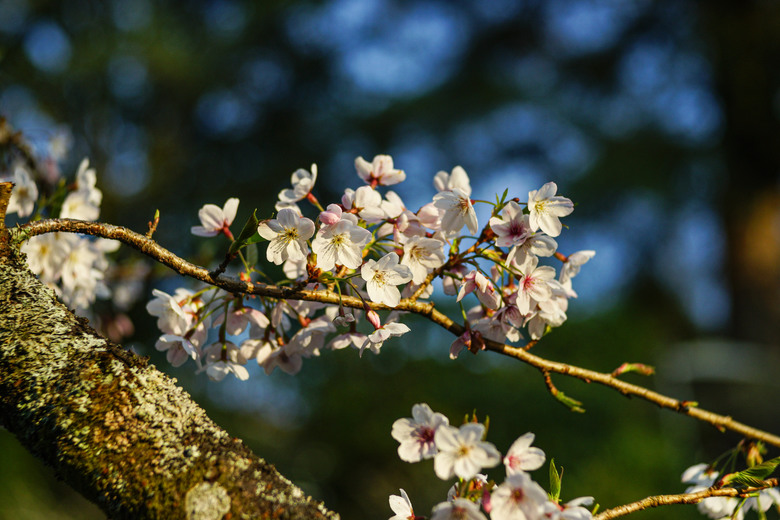 阿里山櫻花季,老鏡照片分享(meyer、steinheil、nikkor)