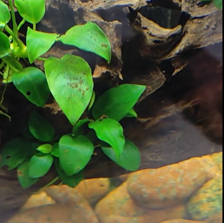 魚缸的疑惑???
