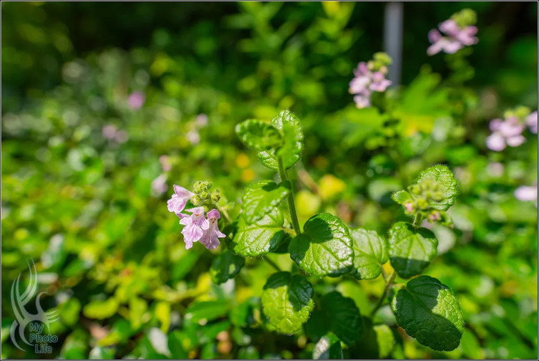 PENTAX HD D FA 21mm F2.4 Limited DC WR 遠近皆宜,超強近拍廣角鏡頭.開箱測試