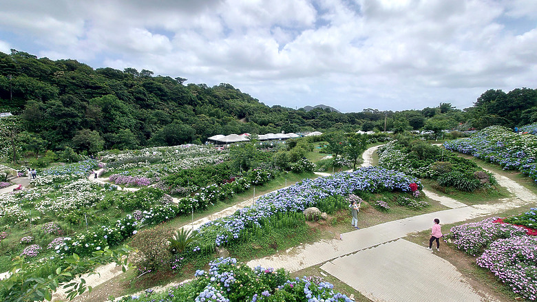 [景點]新北-萬里.雙興里(大坪聚落.繡球花田)-New Taipei.Wanli(Daping settlement.hydrangea garden)