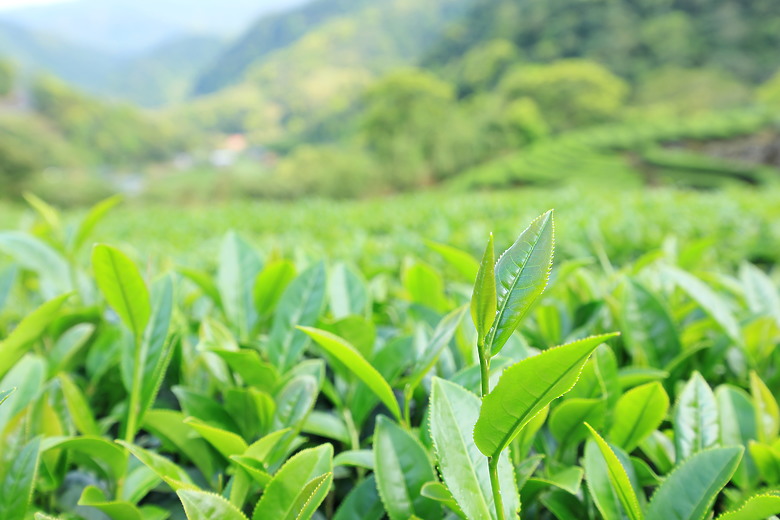 點我看大圖 (映像旅行) 穿梭漫遊淡蘭古道、感受茶葉運輸經濟in坪林、四堵古道feat.新北市觀光旅遊局