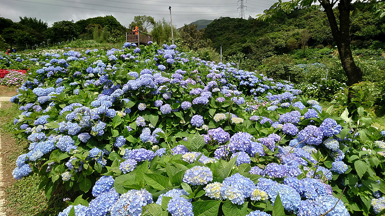 [景點]新北-萬里.雙興里(大坪聚落.繡球花田)-New Taipei.Wanli(Daping settlement.hydrangea garden)