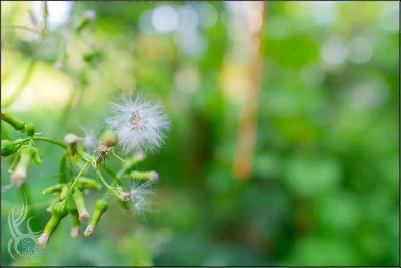 PENTAX HD D FA 21mm F2.4 Limited DC WR 遠近皆宜,超強近拍廣角鏡頭.開箱測試