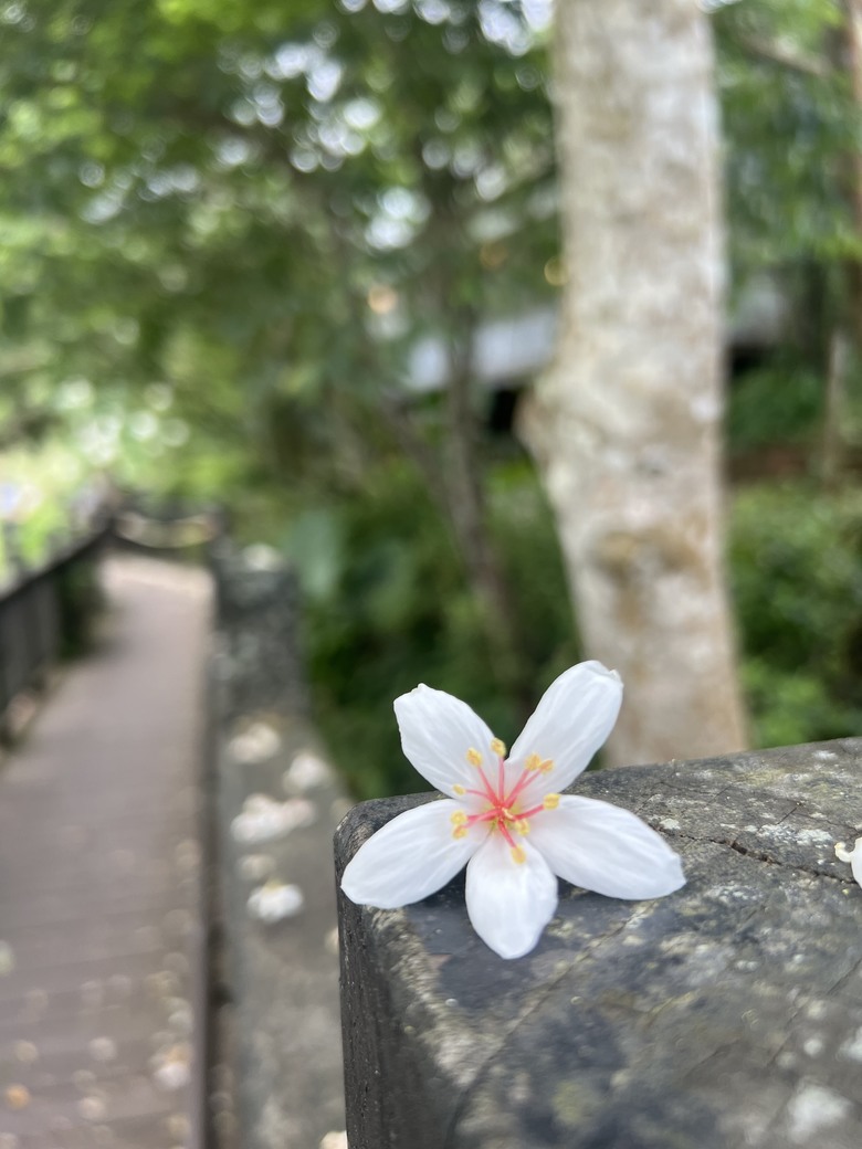 南庄 花魚蟲山水 兩天一夜輕鬆 GO!