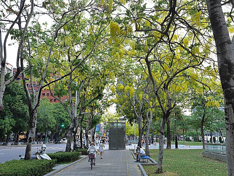 初夏賞玩黃金雨,阿勃勒盛開在高雄 — 凱旋四路、和平一~四路、文化中心週邊