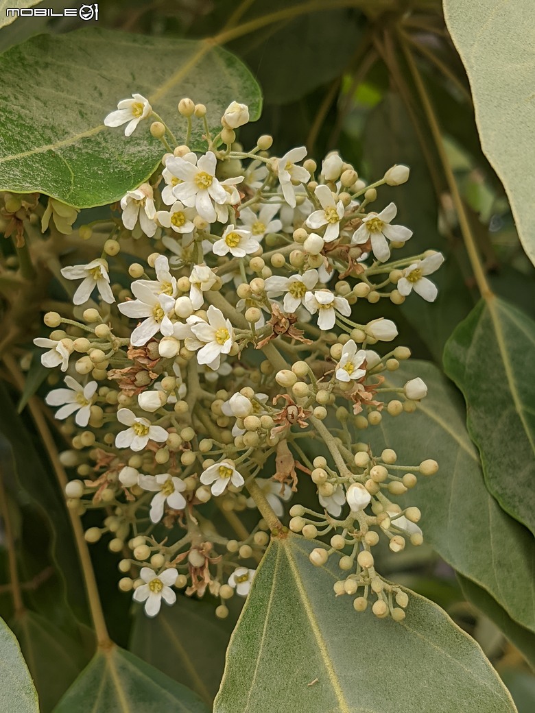 相思樹+散沫花+石栗+構樹 台南市仁德區二仁溪畔 05/19