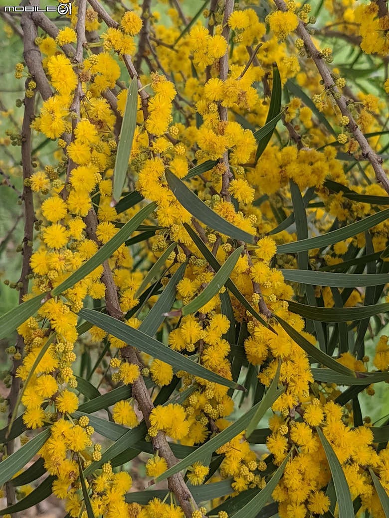 相思樹+散沫花+石栗+構樹 台南市仁德區二仁溪畔 05/19