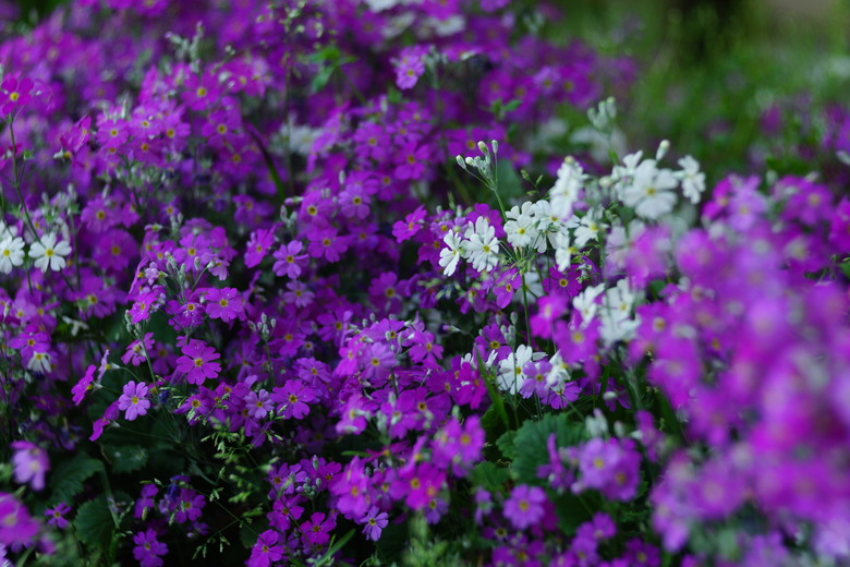 阿里山櫻花季,老鏡照片分享(meyer、steinheil、nikkor)
