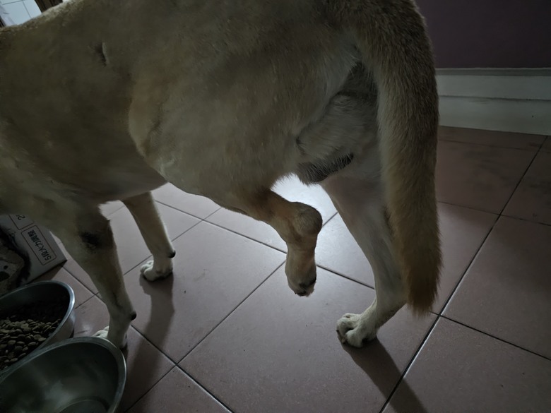 新手想問有載大型犬騎單車單日百公里左右的車友配置