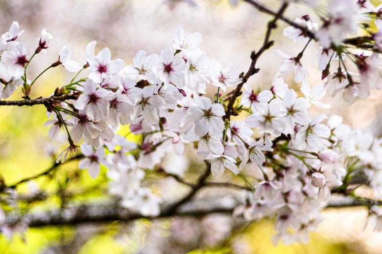 阿里山櫻花季,老鏡照片分享(meyer、steinheil、nikkor)