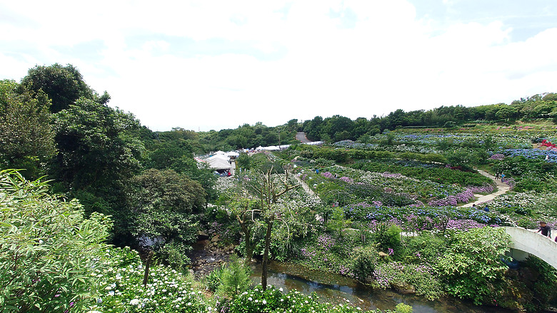 [景點]新北-萬里.雙興里(大坪聚落.繡球花田)-New Taipei.Wanli(Daping settlement.hydrangea garden)