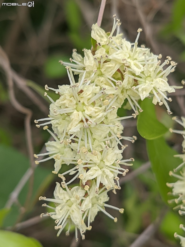 相思樹+散沫花+石栗+構樹 台南市仁德區二仁溪畔 05/19