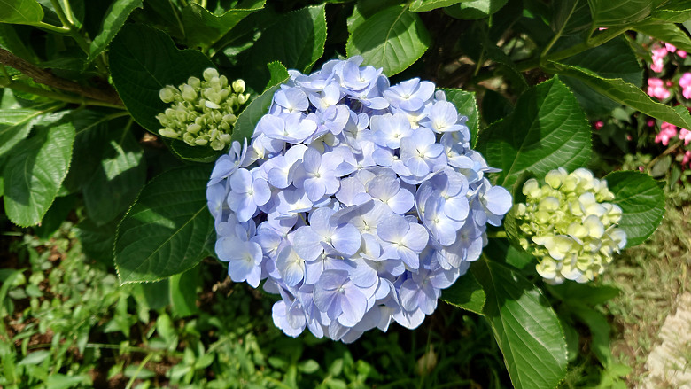 [景點]新北-萬里.雙興里(大坪聚落.繡球花田)-New Taipei.Wanli(Daping settlement.hydrangea garden)