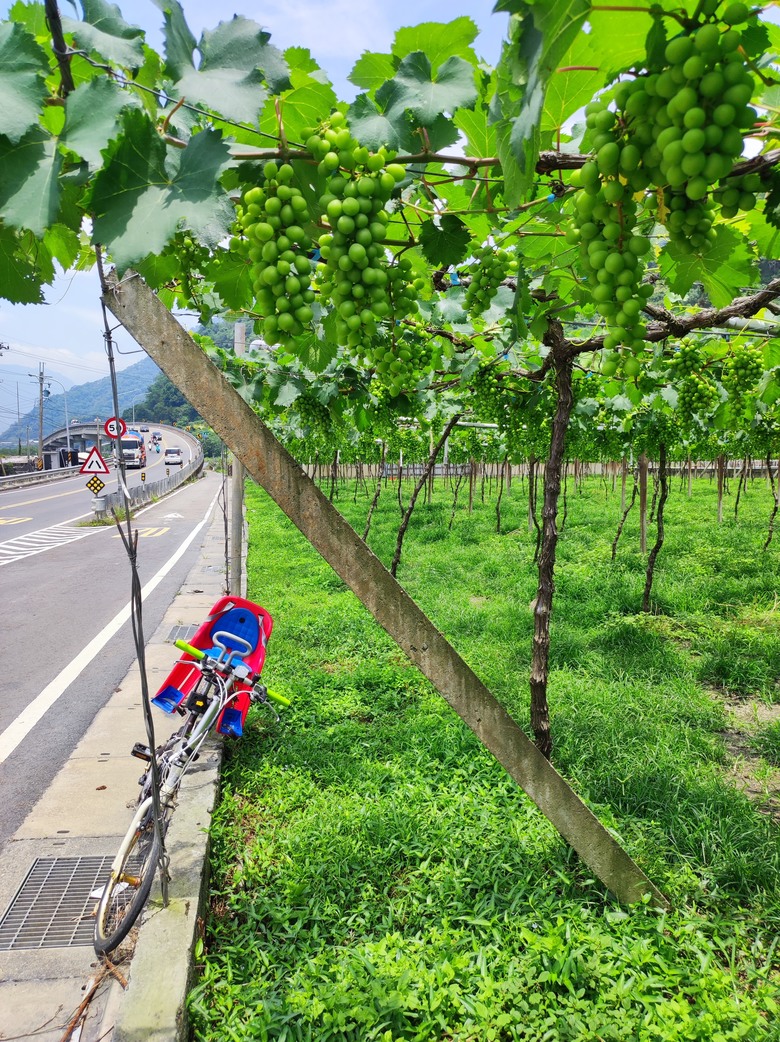 2024年,小小孩騎旅,南投,永不放棄塔塔加^_^