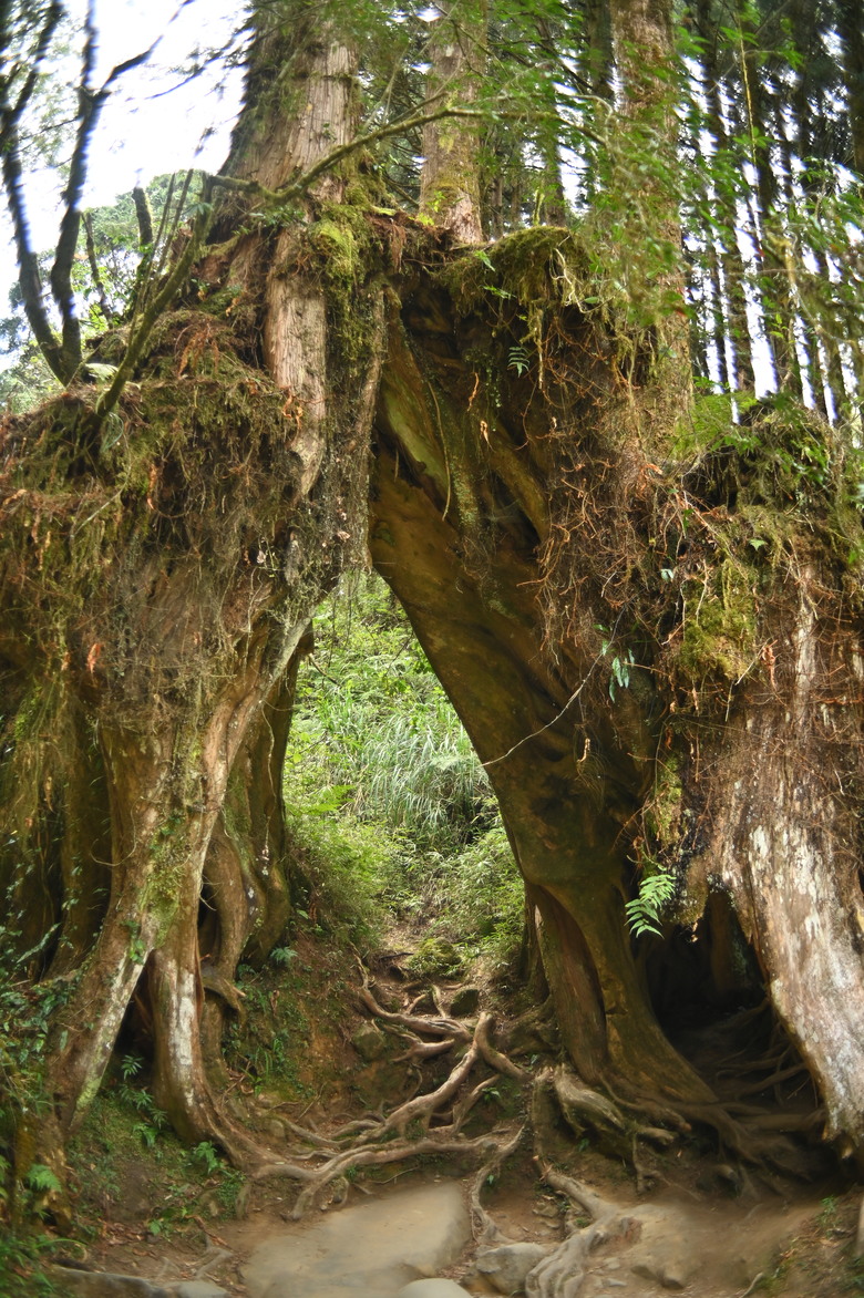 阿里山櫻花季,老鏡照片分享(meyer、steinheil、nikkor)
