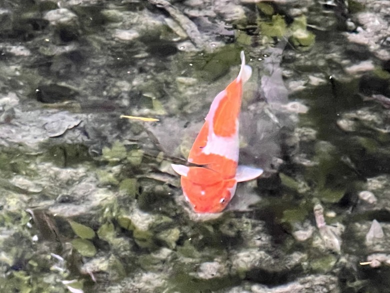 南庄 花魚蟲山水 兩天一夜輕鬆 GO!