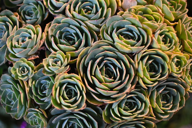 阿里山櫻花季,老鏡照片分享(meyer、steinheil、nikkor)