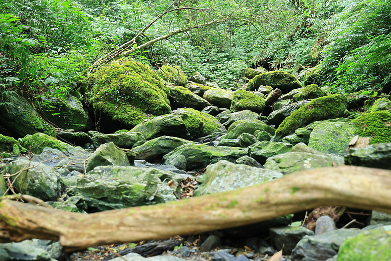 點我看大圖 (映像旅行) 穿梭漫遊淡蘭古道、感受茶葉運輸經濟in坪林、四堵古道feat.新北市觀光旅遊局
