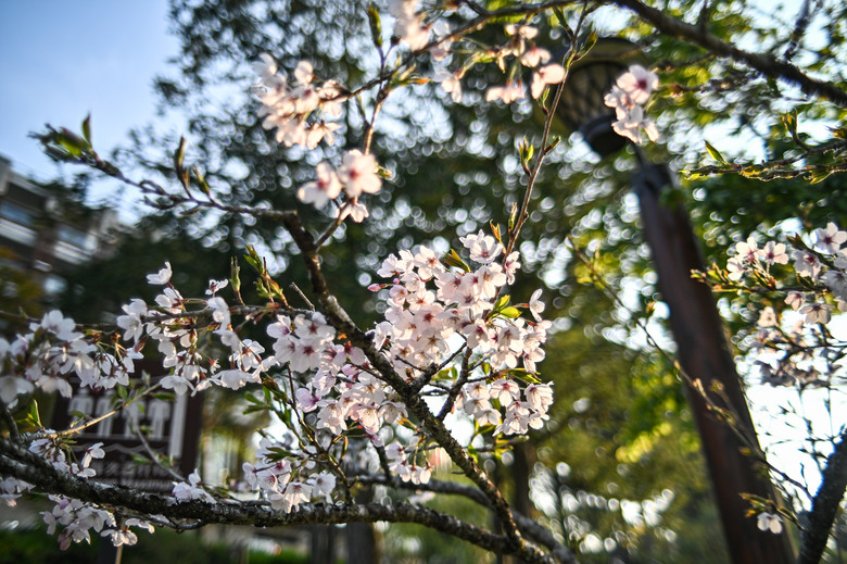 阿里山櫻花季,老鏡照片分享(meyer、steinheil、nikkor)