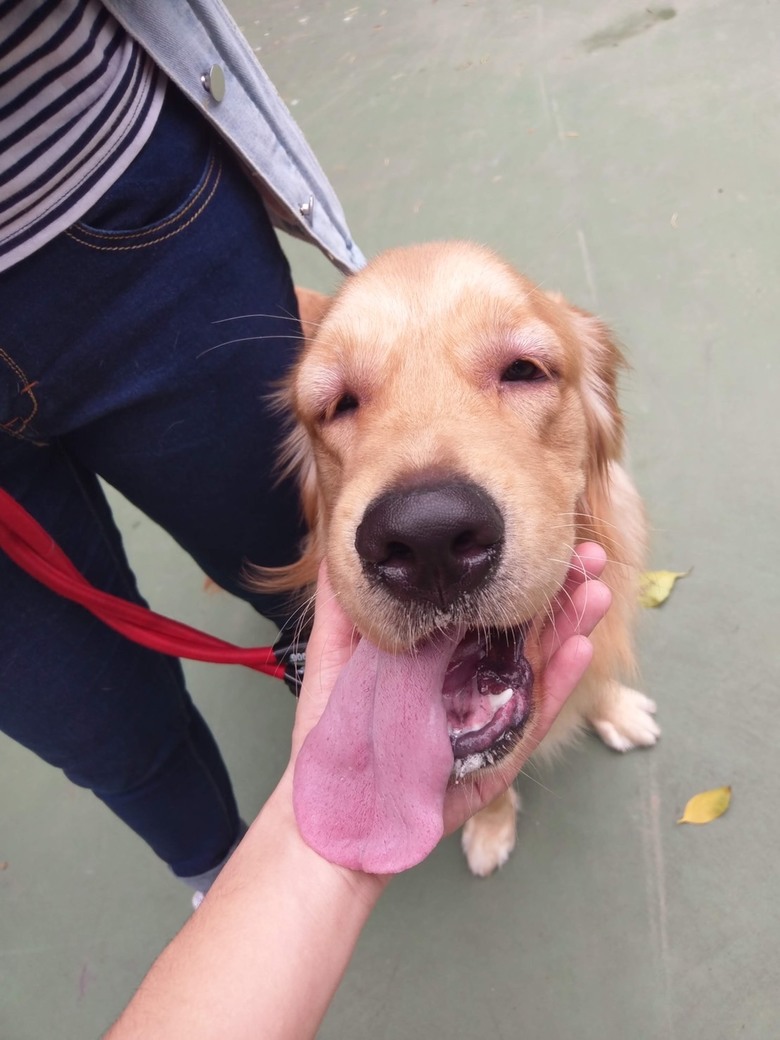 黃金獵犬飼養守則&保健食品推薦