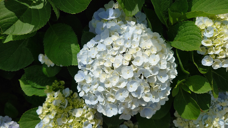 [景點]新北-萬里.雙興里(大坪聚落.繡球花田)-New Taipei.Wanli(Daping settlement.hydrangea garden)