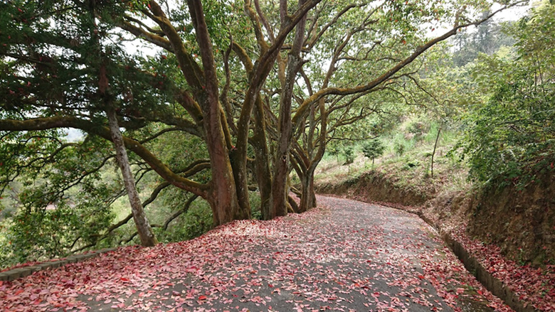 小百岳49貓囒山