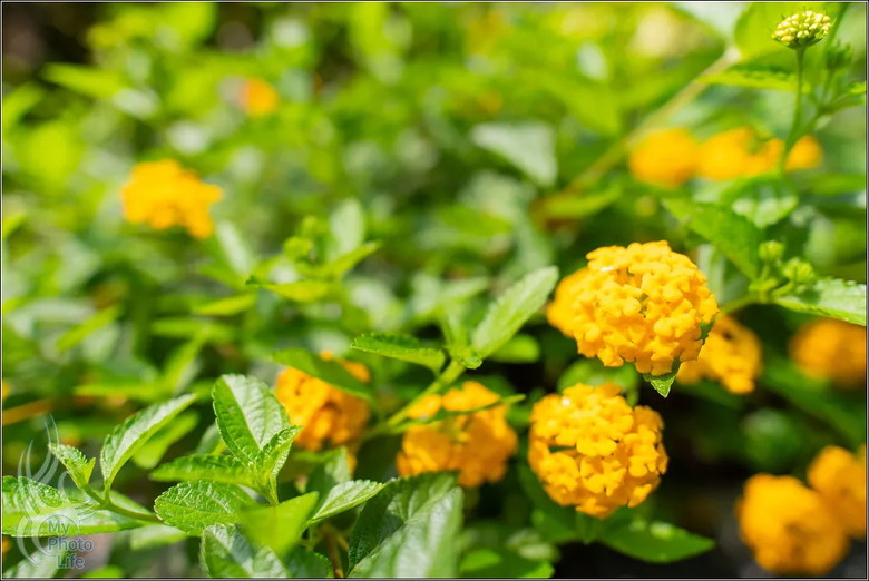 PENTAX HD D FA 21mm F2.4 Limited DC WR 遠近皆宜,超強近拍廣角鏡頭.開箱測試