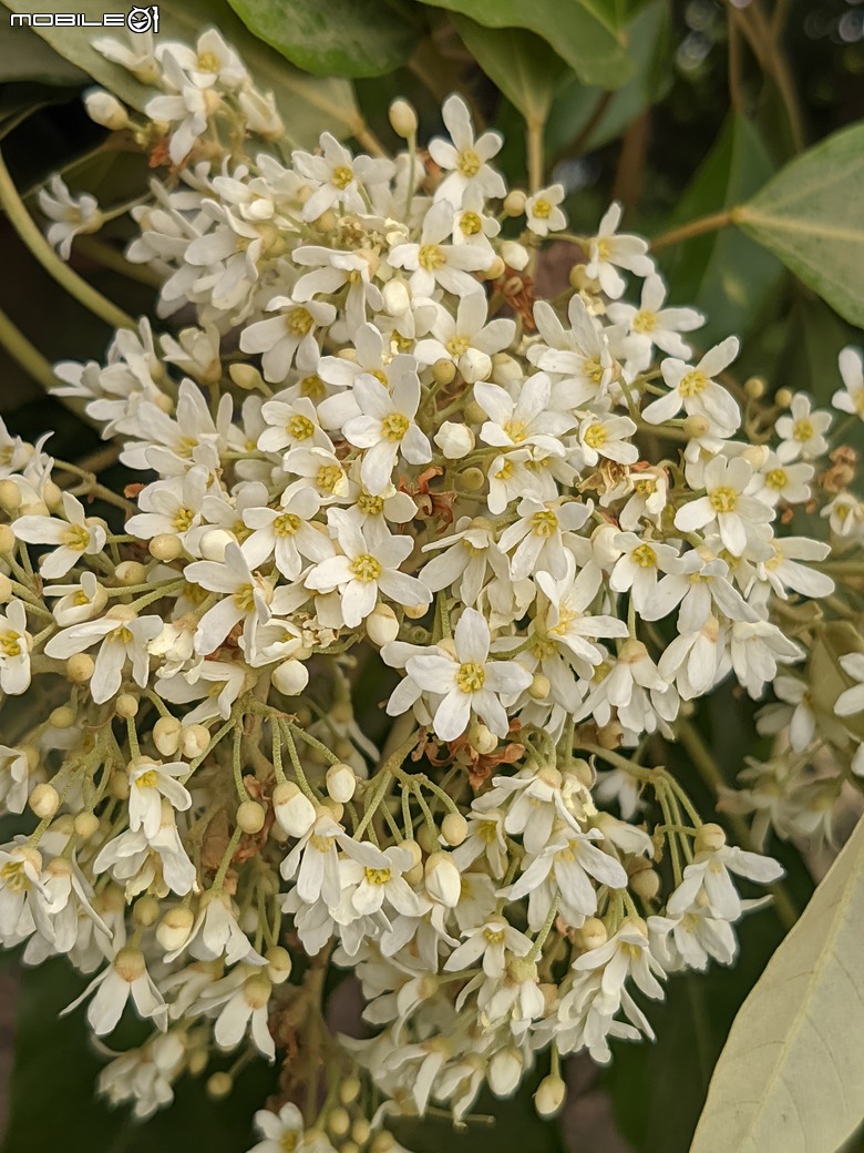 相思樹+散沫花+石栗+構樹 台南市仁德區二仁溪畔 05/19