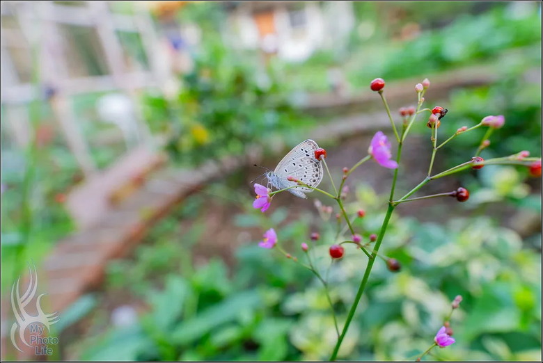 PENTAX HD D FA 21mm F2.4 Limited DC WR 遠近皆宜,超強近拍廣角鏡頭.開箱測試
