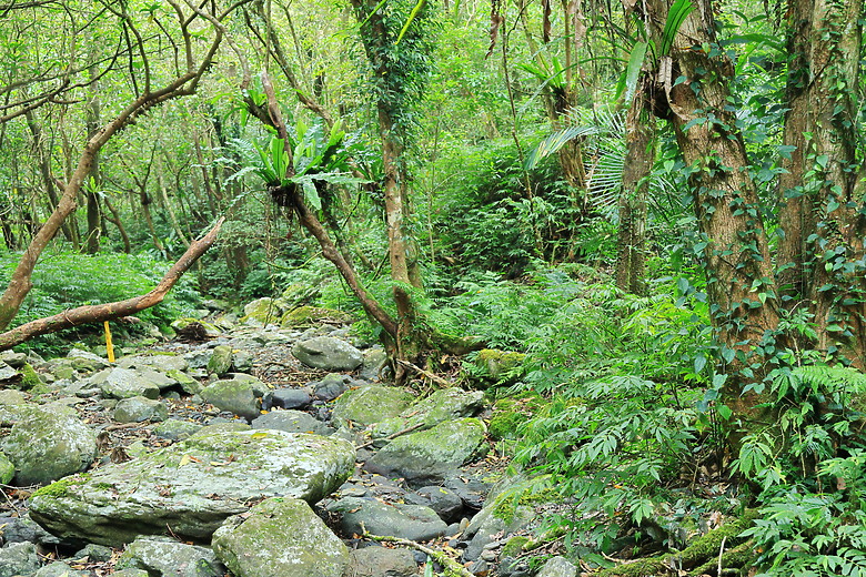 點我看大圖 (映像旅行) 穿梭漫遊淡蘭古道、感受茶葉運輸經濟in坪林、四堵古道feat.新北市觀光旅遊局