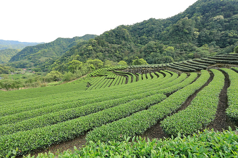 點我看大圖 (映像旅行) 穿梭漫遊淡蘭古道、感受茶葉運輸經濟in坪林、四堵古道feat.新北市觀光旅遊局