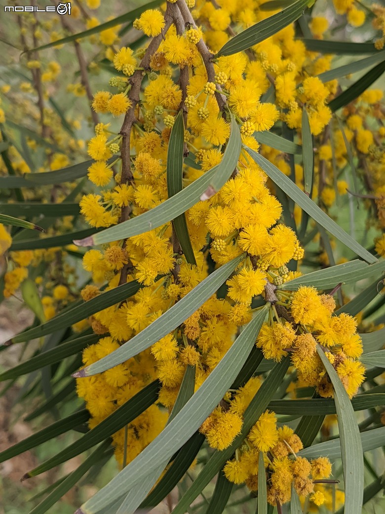 相思樹+散沫花+石栗+構樹 台南市仁德區二仁溪畔 05/19