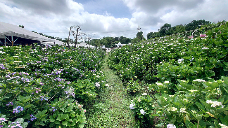 [景點]新北-萬里.雙興里(大坪聚落.繡球花田)-New Taipei.Wanli(Daping settlement.hydrangea garden)