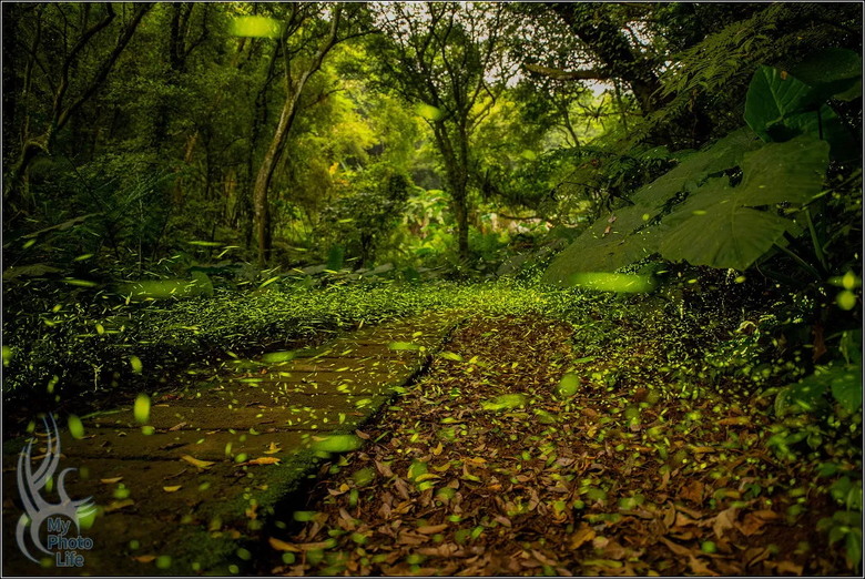 PENTAX HD D FA 21mm F2.4 Limited DC WR 遠近皆宜,超強近拍廣角鏡頭.開箱測試